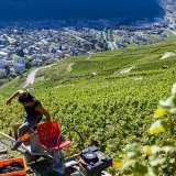 Les premiers états généraux de la viticulture valaisanne ont eu lieu ce lundi à Conthey. L'occasion de mettre autour de la table plusieurs professionnels de la branche (photo d'illustration). KEYSTONE/JEAN-CHRISTOPHE BOTT